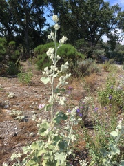 Malacothamnus fremontii cercophorus