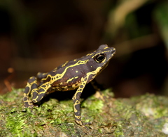 Atelopus hoogmoedi