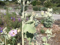 Malacothamnus fremontii cercophorus