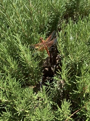Libellula saturata