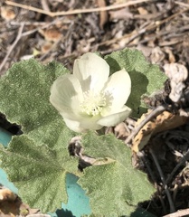 Malvella leprosa