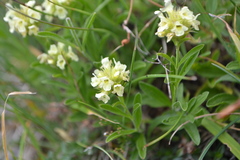 Sideritis hyssopifolia