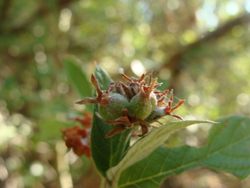 Image of Arachnothryx leucophylla by (c) Alexis López Hernández, some rights reserved (CC BY)