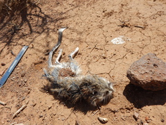 Dipodomys spectabilis