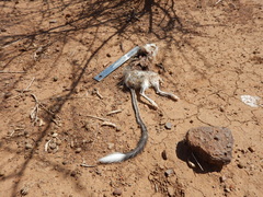 Dipodomys spectabilis