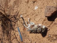 Dipodomys spectabilis