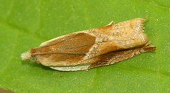 Ancylis mira