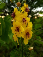 Verbascum
