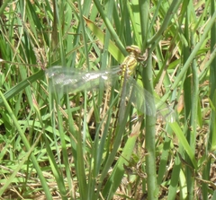 Phanogomphus militaris