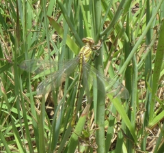 Phanogomphus militaris