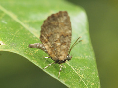 Logania marmorata damis