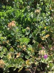 Malacothamnus lucianus