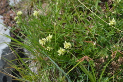 Sideritis hyssopifolia