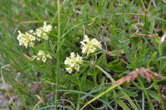 Sideritis hyssopifolia