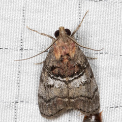 Pococera maritimalis