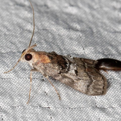 Pococera maritimalis