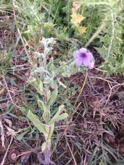 Cynoglossum creticum