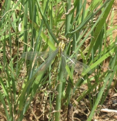 Phanogomphus militaris