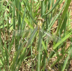 Phanogomphus militaris