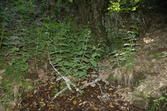 Scrophularia alpestris