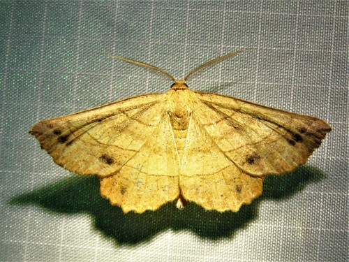 Johnson's Euchlaena Moth photo 4
