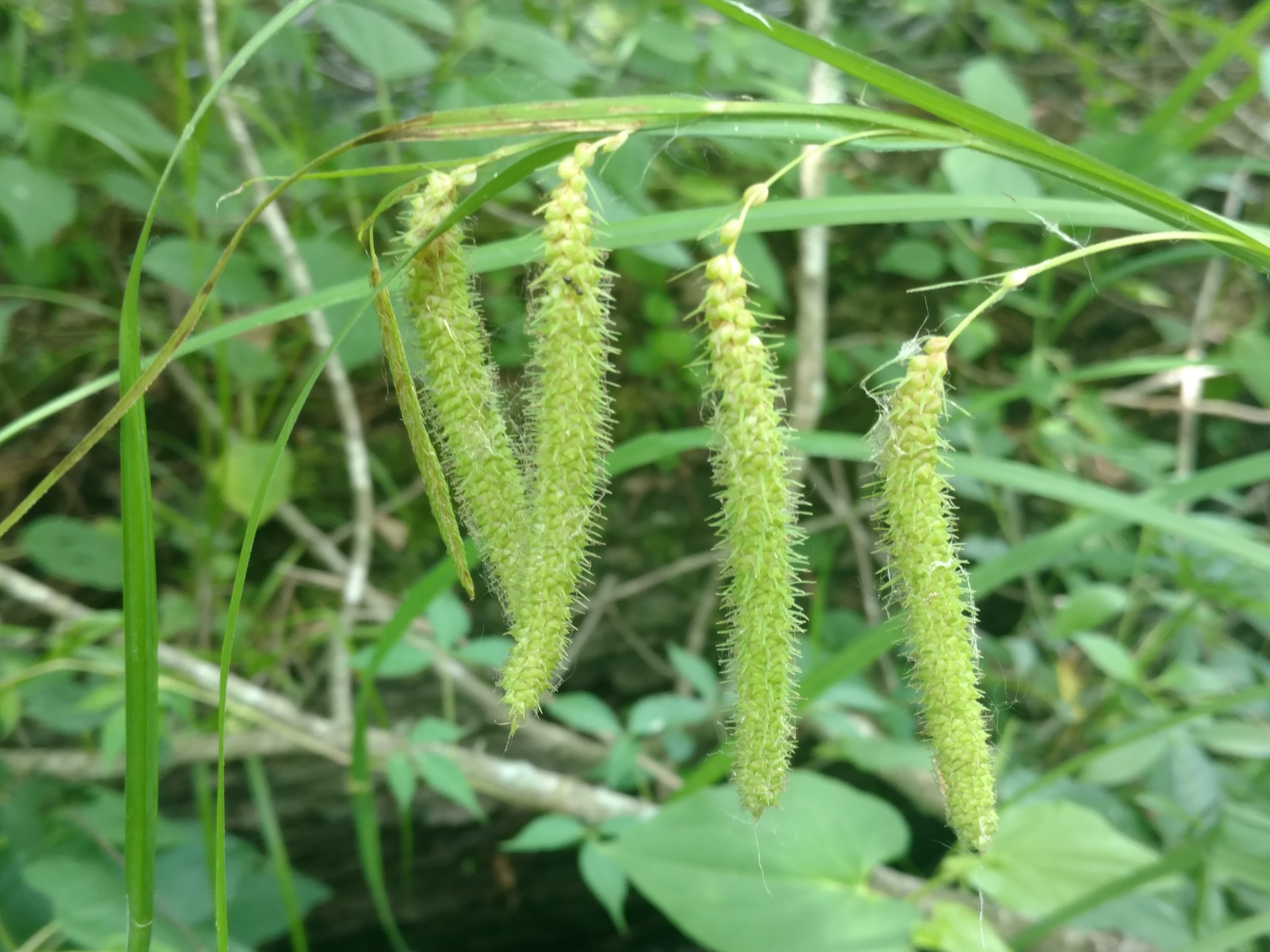 Carex crinita