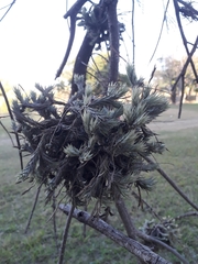 Tillandsia tricholepis