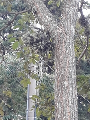 Tillandsia tricholepis