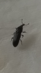 Cossonus impressifrons