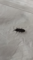 Cossonus impressifrons