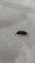 Cossonus impressifrons