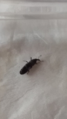 Cossonus impressifrons