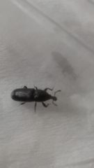 Cossonus impressifrons