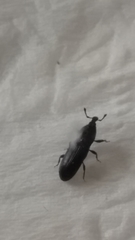 Cossonus impressifrons