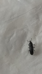 Cossonus impressifrons