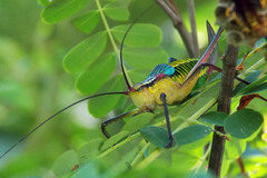 Pterophylla