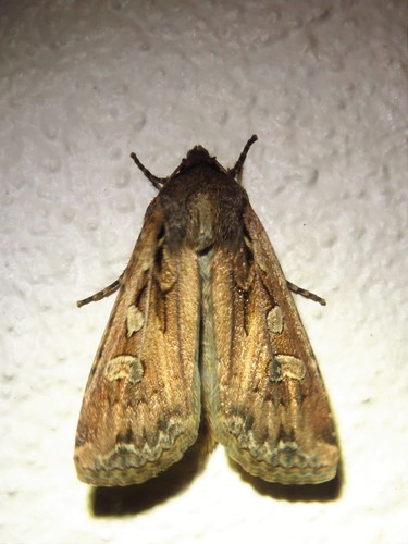 Army Cutworm Moth