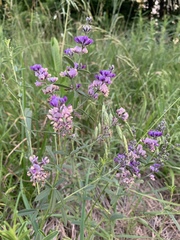 Pediomelum tenuiflorum