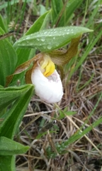 Cypripedium candidum