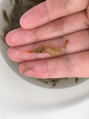 Palaemon elegans
