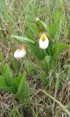 Cypripedium candidum