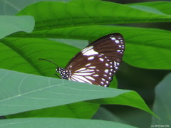 Euploea radamanthus