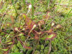 Drosera × obovata