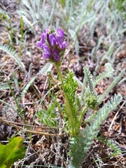 Oxytropis borealis
