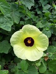 Malvaceae