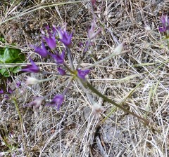 Allium peninsulare