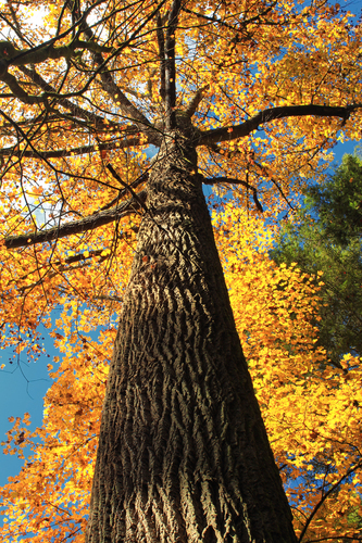 Tulip Poplar