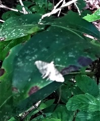 Blepharomastix ranalis