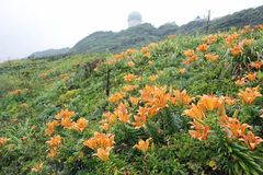 Lilium maculatum