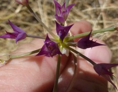 Allium peninsulare